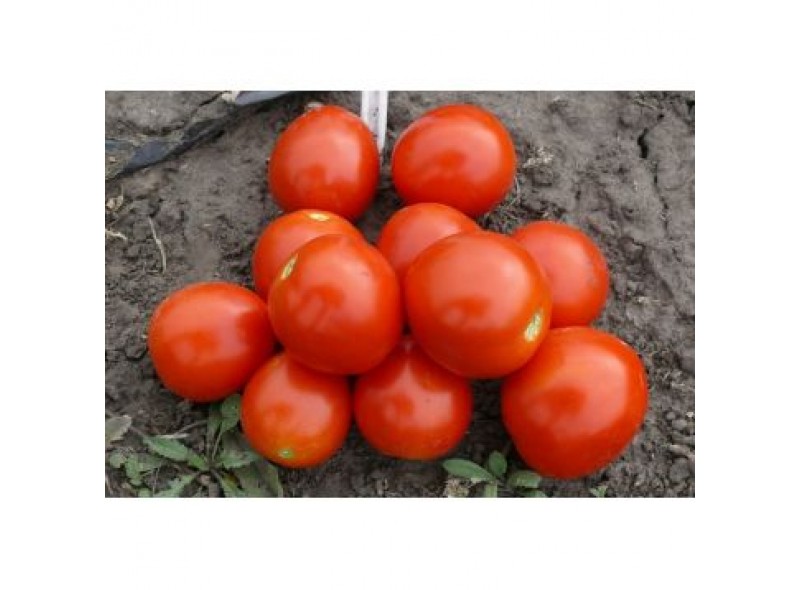 Томат детерминантный 1855 F1 (5000 сем.) Lark Seeds, самый ранний в мире